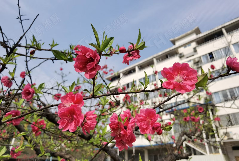 桂林鴻程花團錦簇，滿園春色，邀您一起共賞春景，共商大計！